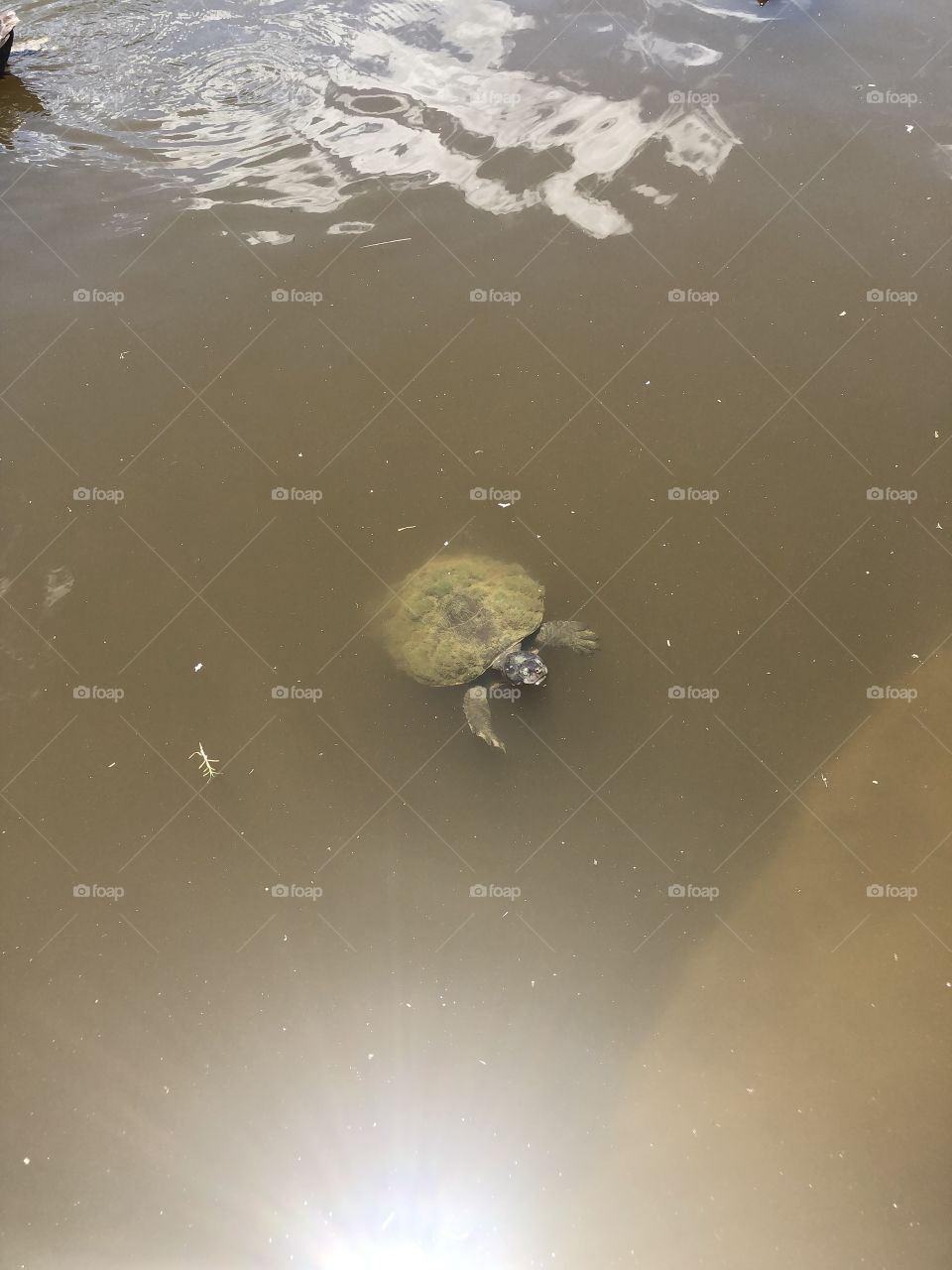 Turtle 