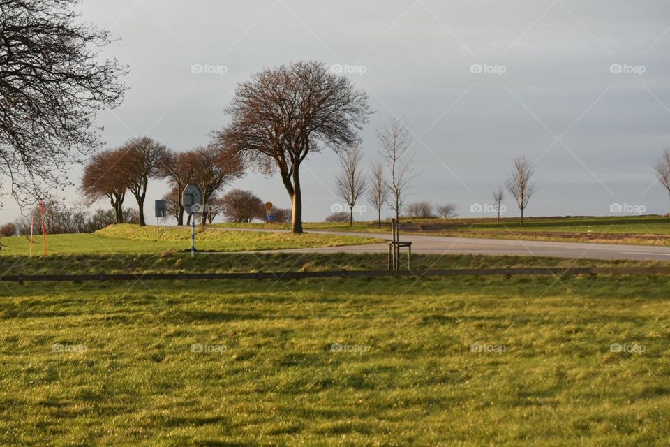 Landscape, Tree, Grass, Field, No Person