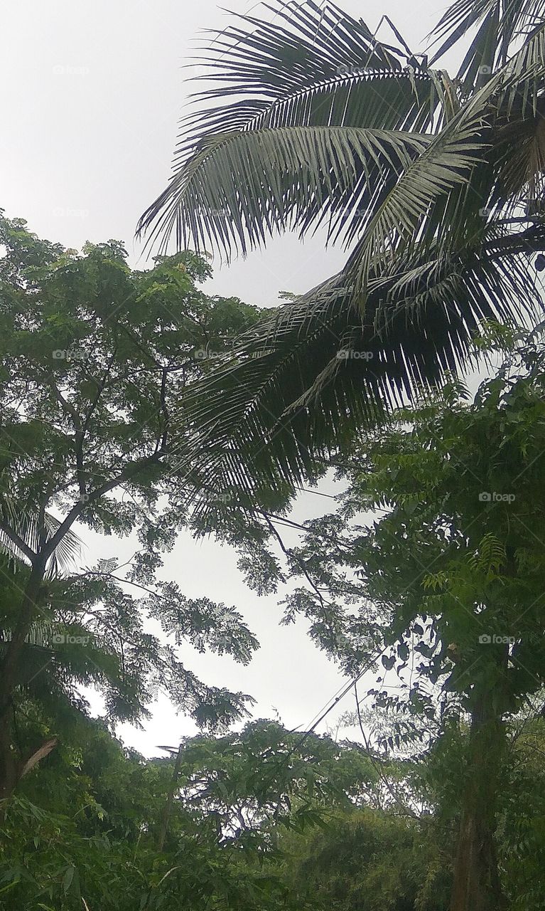 This is a beautiful nature