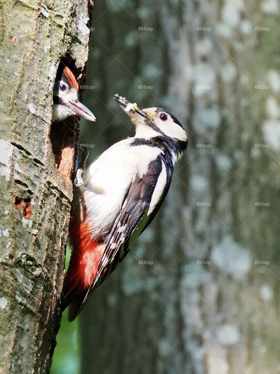 Woodpeckers