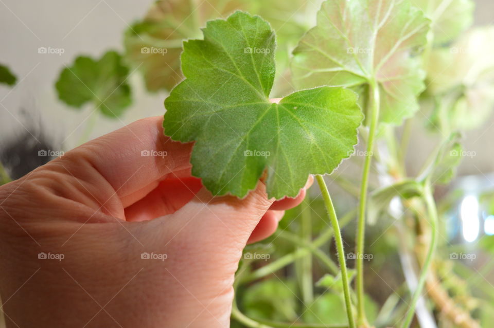 House plants in pots