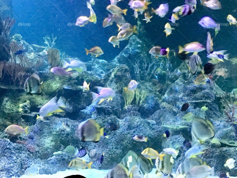 Beautiful aquarium