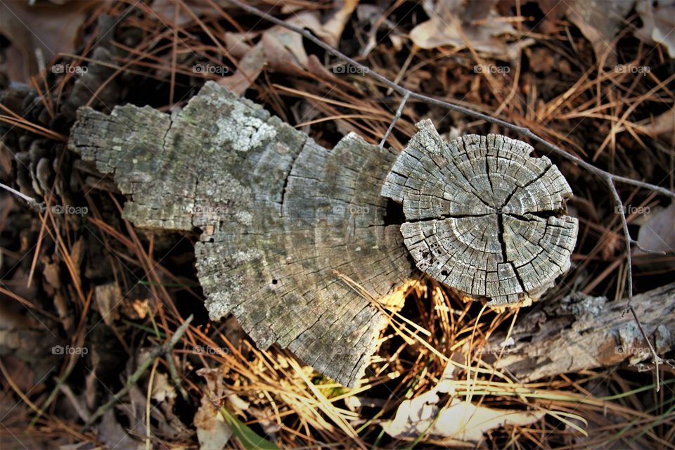 tree stump