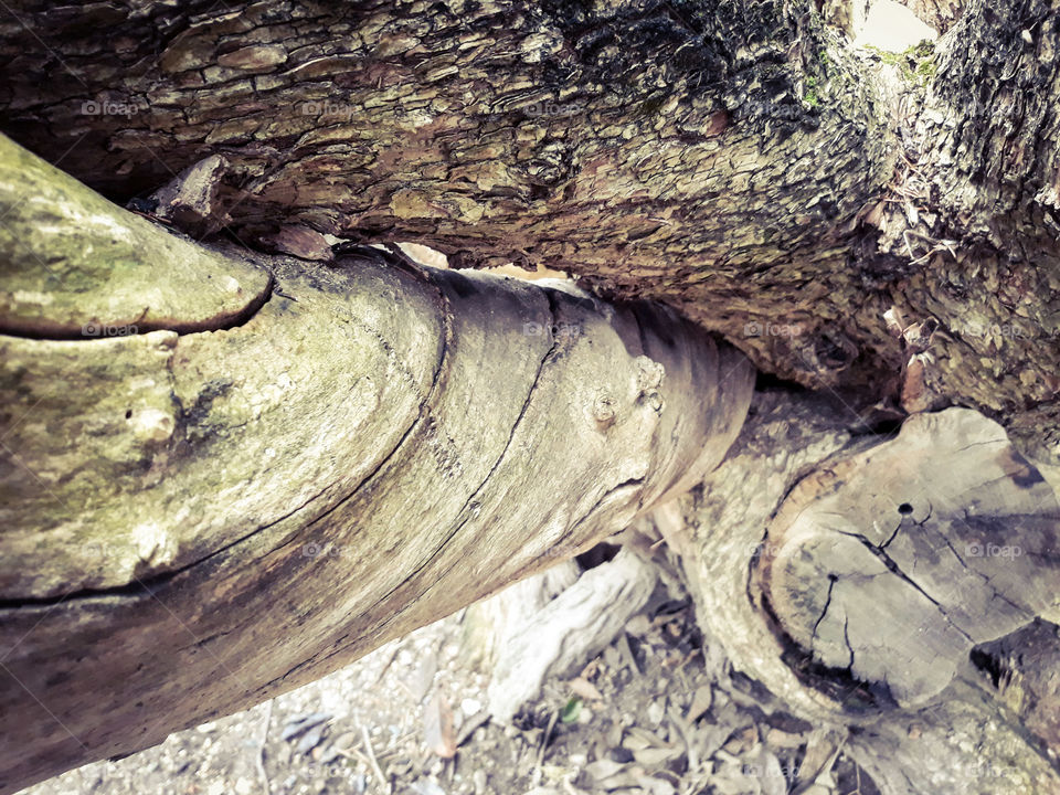 A big and old tree trunk with a particular spiral shape