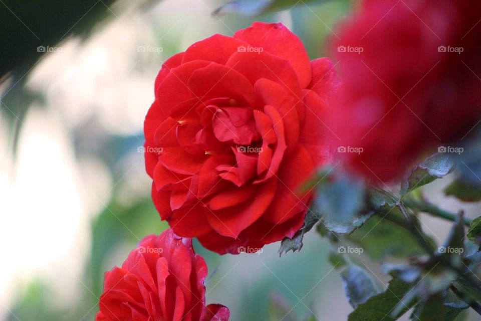 Red Red Rose