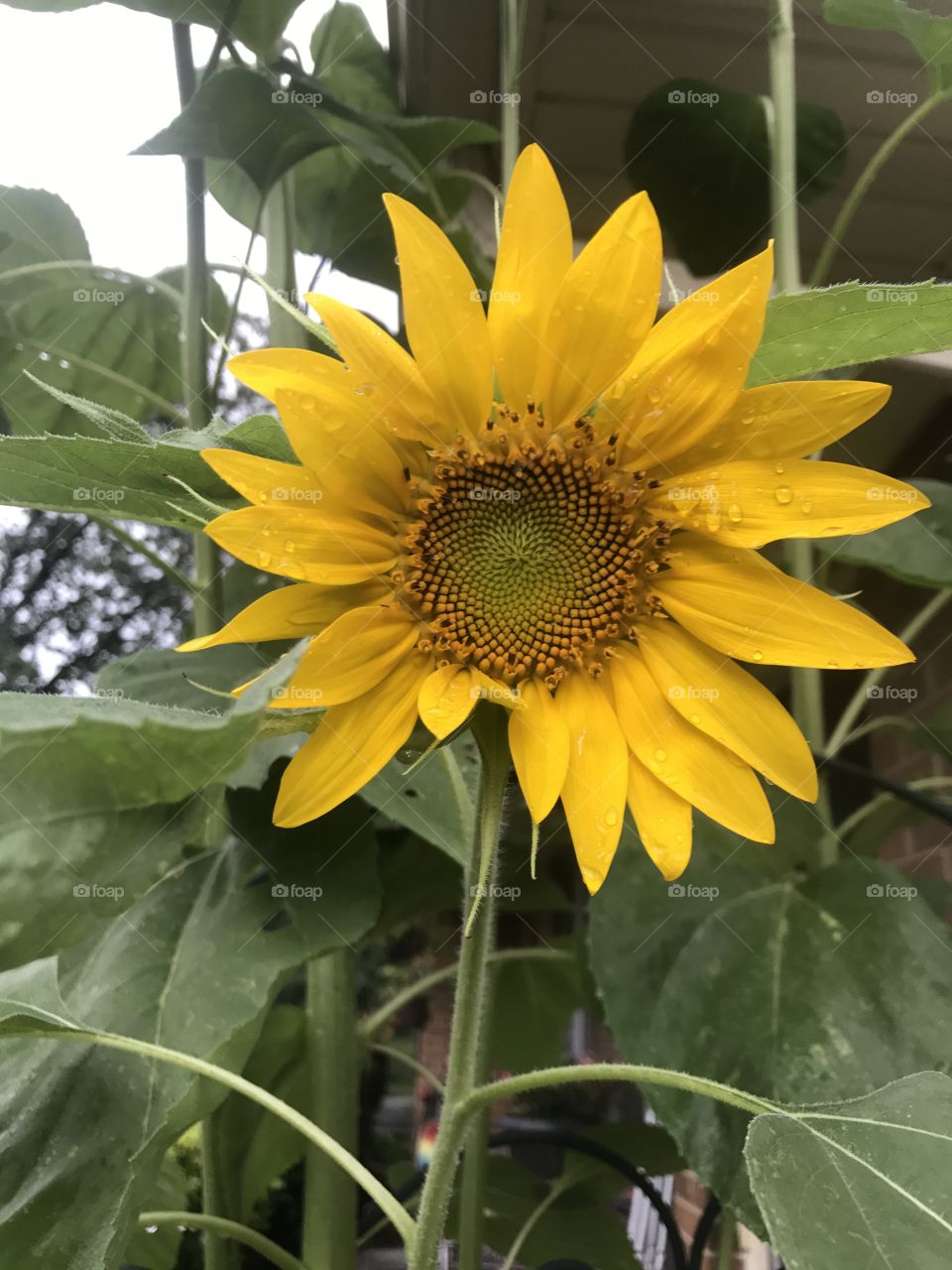 Smiley sun flower 