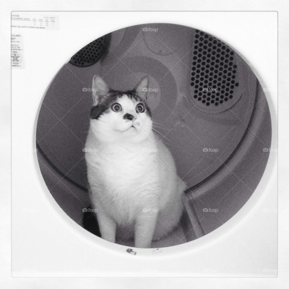 JJ in the Dryer