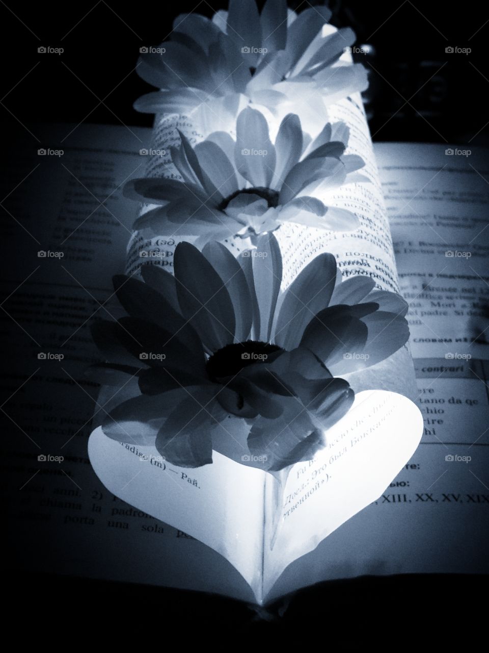 Evening leisure. Reading of books. The sheets of the book are folded in the form of a heart. Chamomiles lie on the sheets of the book