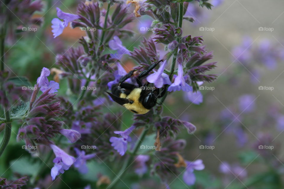 Bumblebee on a lavender flower