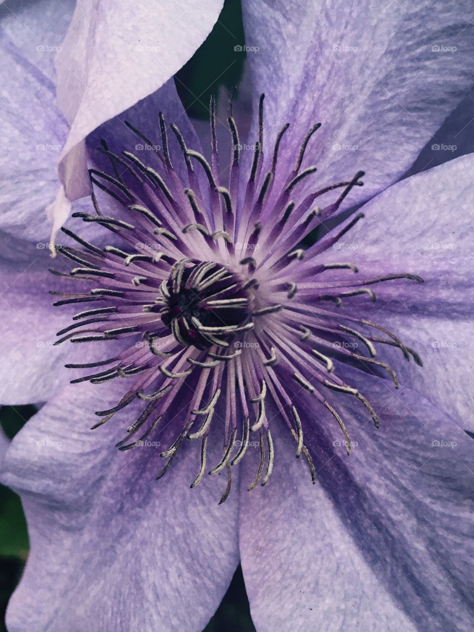 Purple close up. Close up of purple clematis 