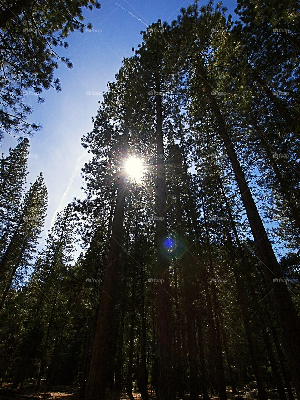 Dark Sequoias