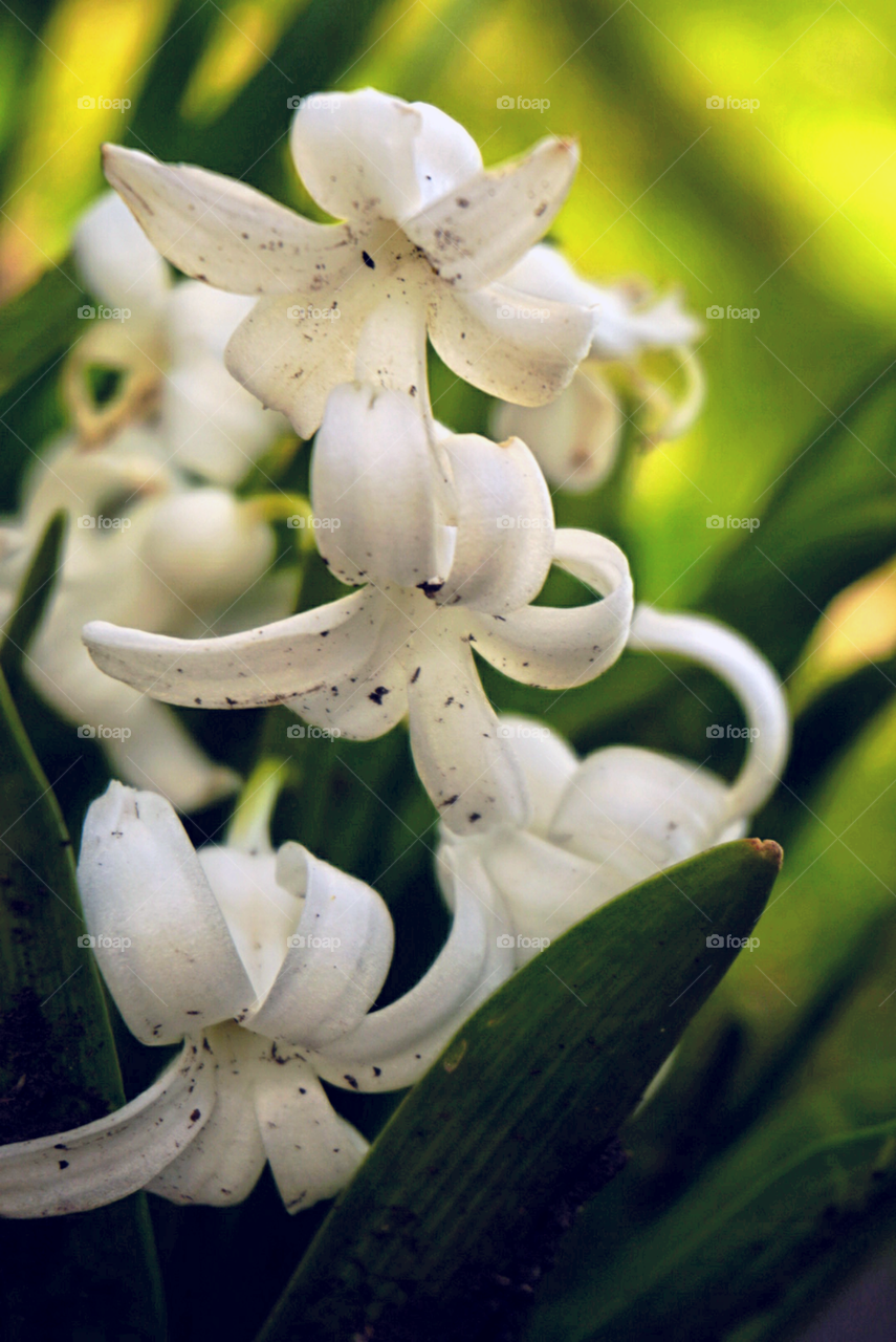 Jasmine 
Springs 
California Flower