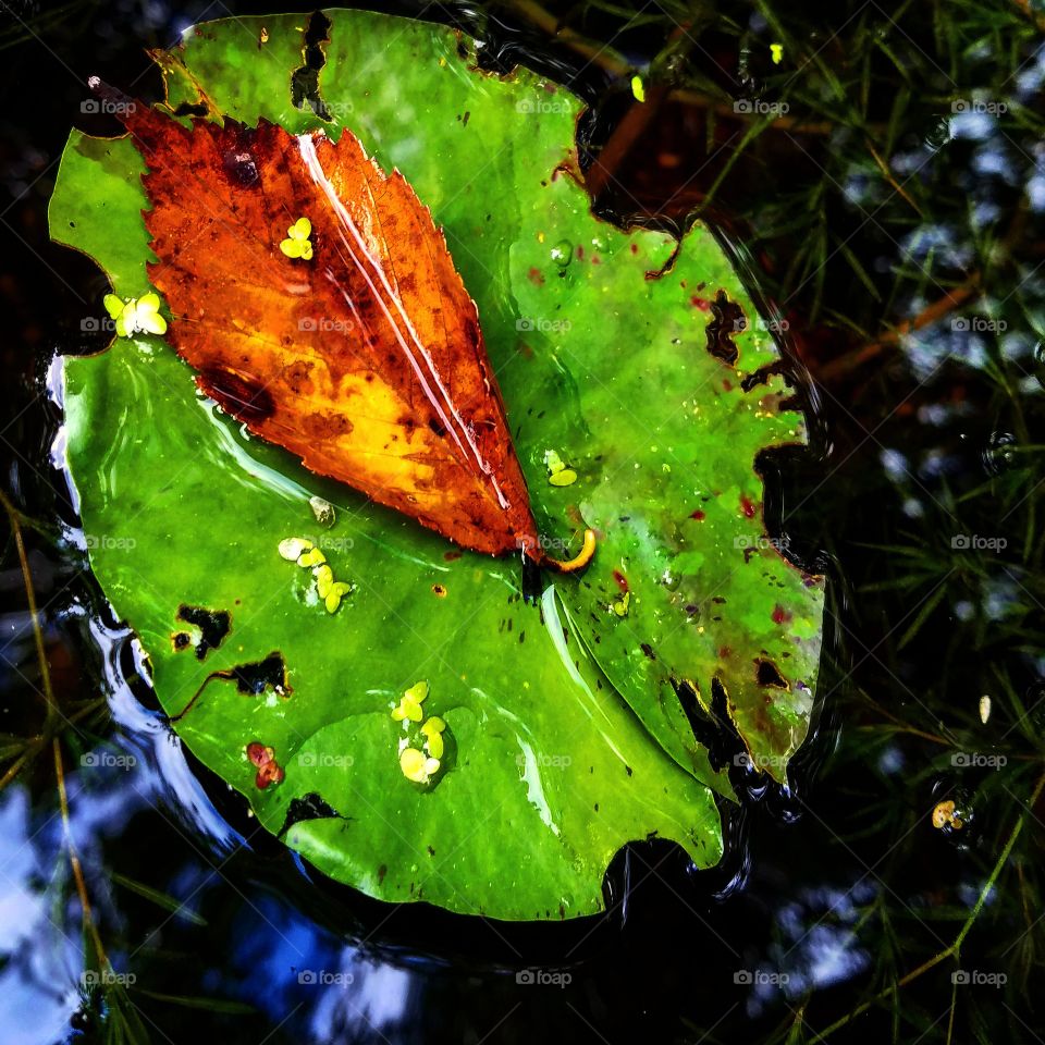 A leaf on a lily pad in a pond