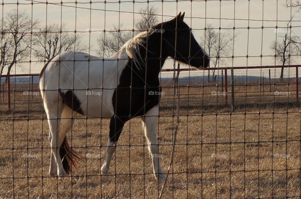 Profile of a horse