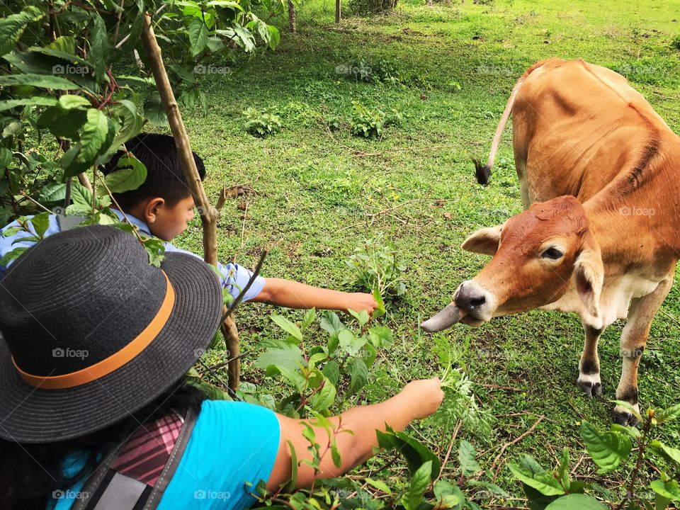 Feeding a cow