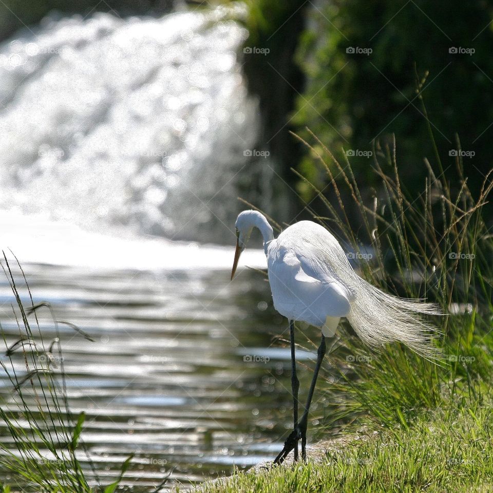 Great Egret in full breeding plumage, fishing