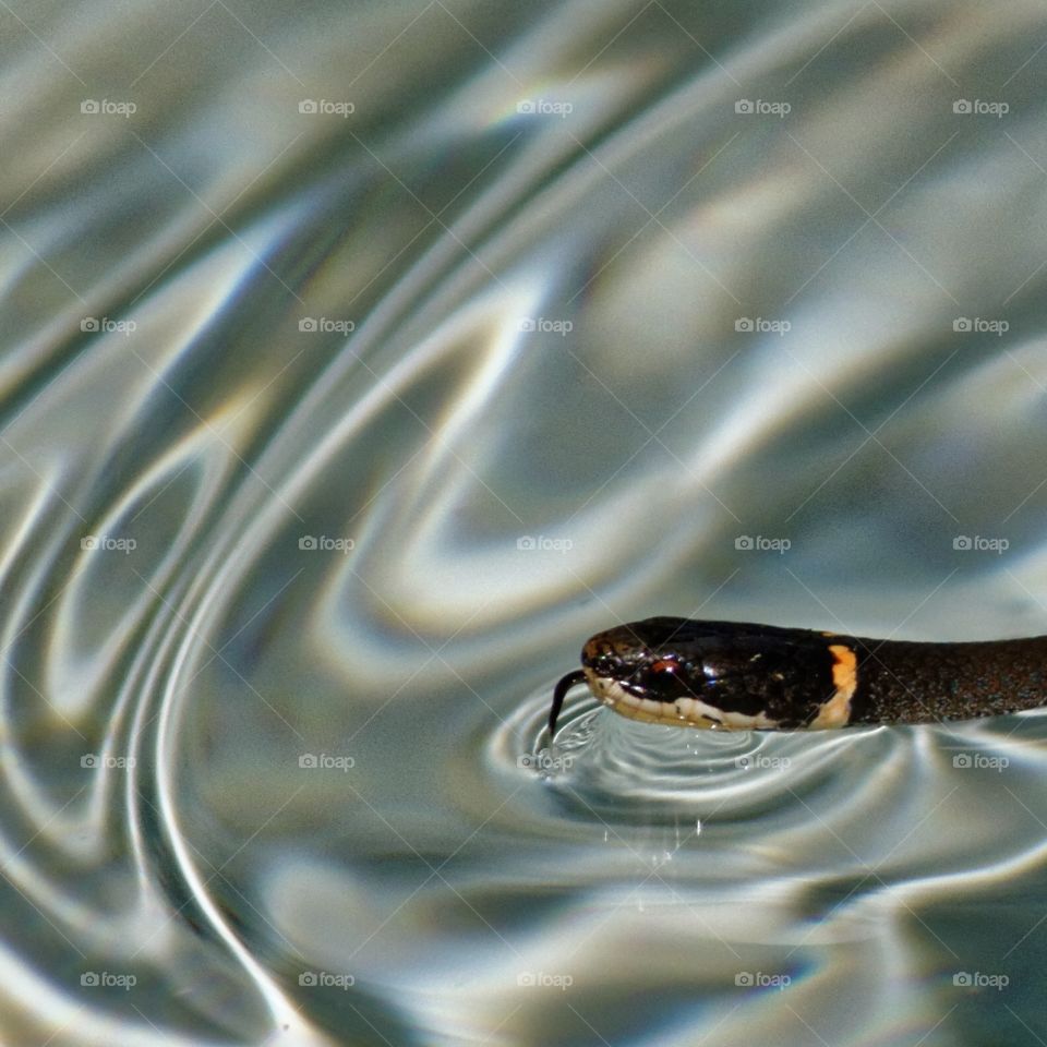 Snake in Water. Florida Ring Neck snake in a swimming pool.