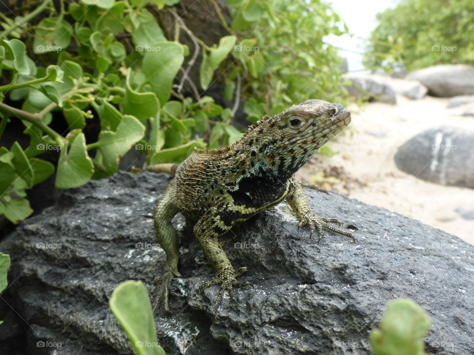 Lava lizard, Galapagos