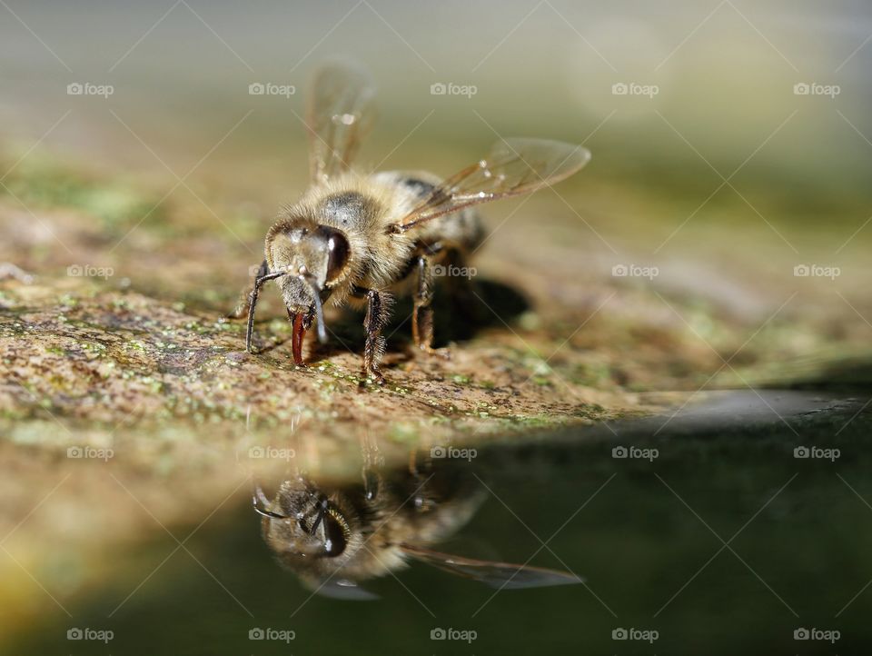 Thirsty bee drinking water