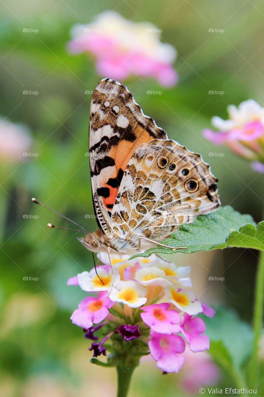 Colorful butterfly