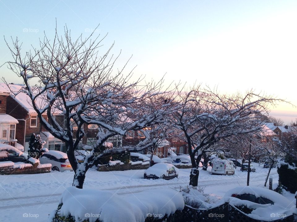 Snow covered trees on a suburban street at dawn