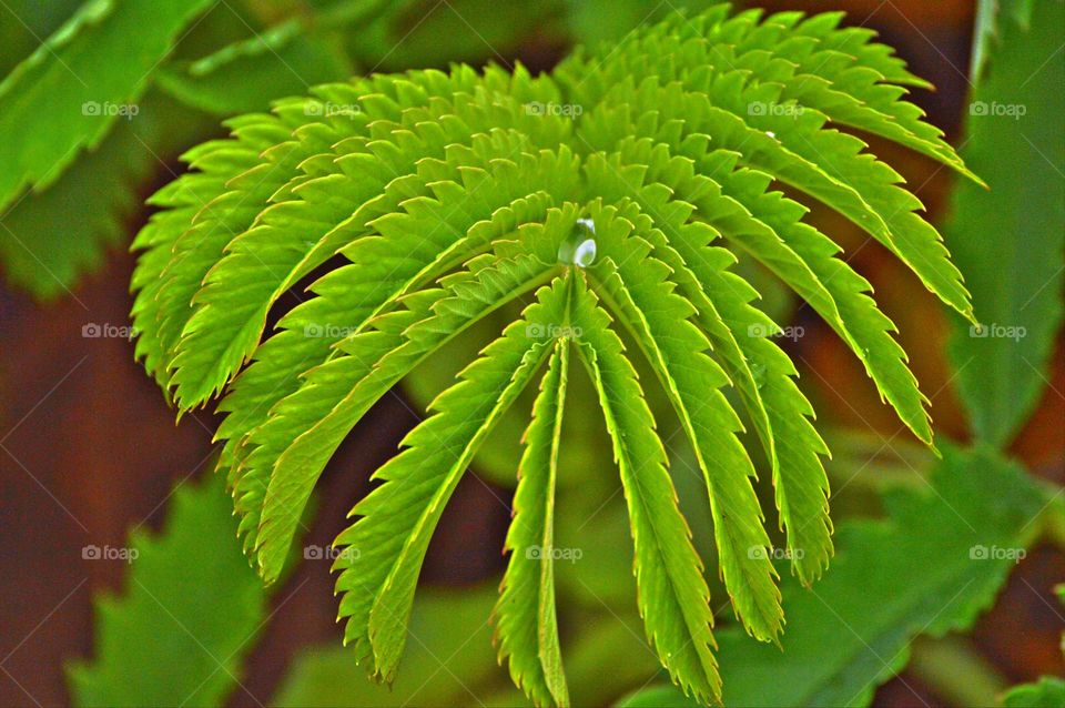 Green leaf fern growing in a garden with a single water drop on its leaf
