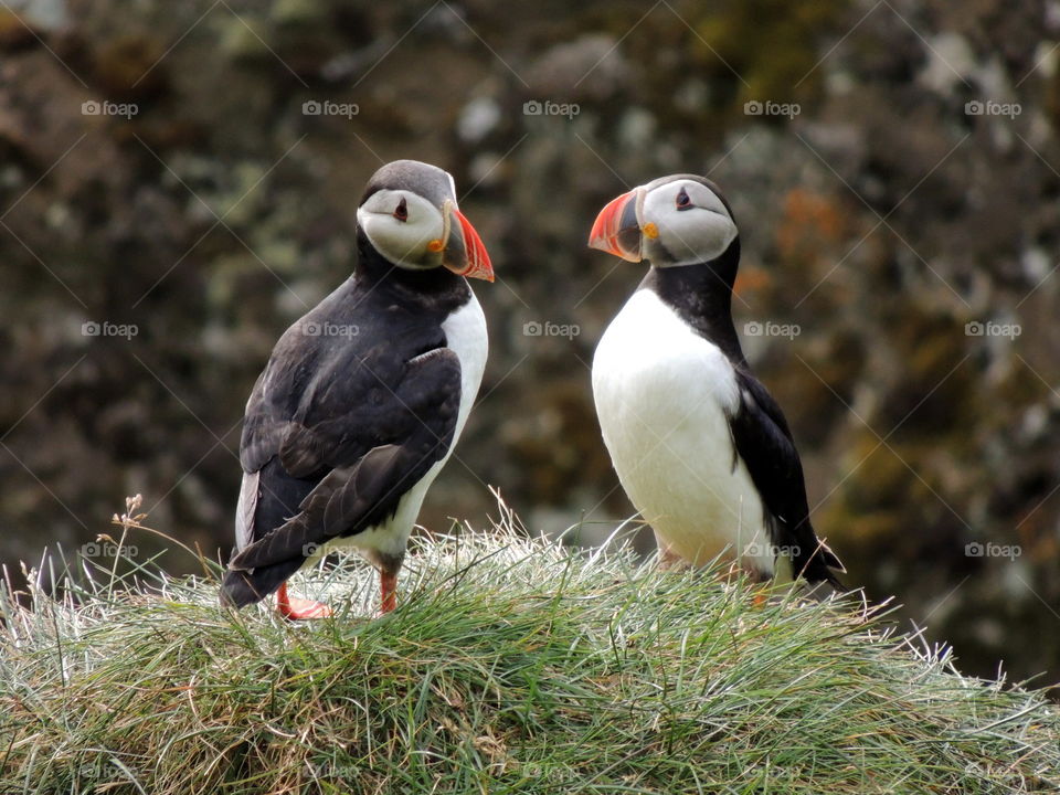Typical bird of iceland : puffin