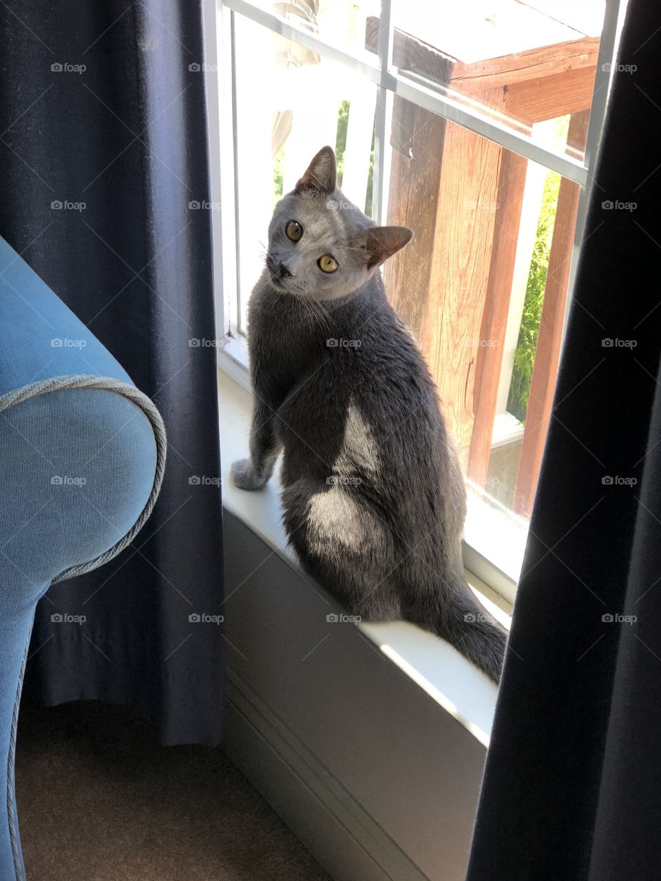 Cat in the window