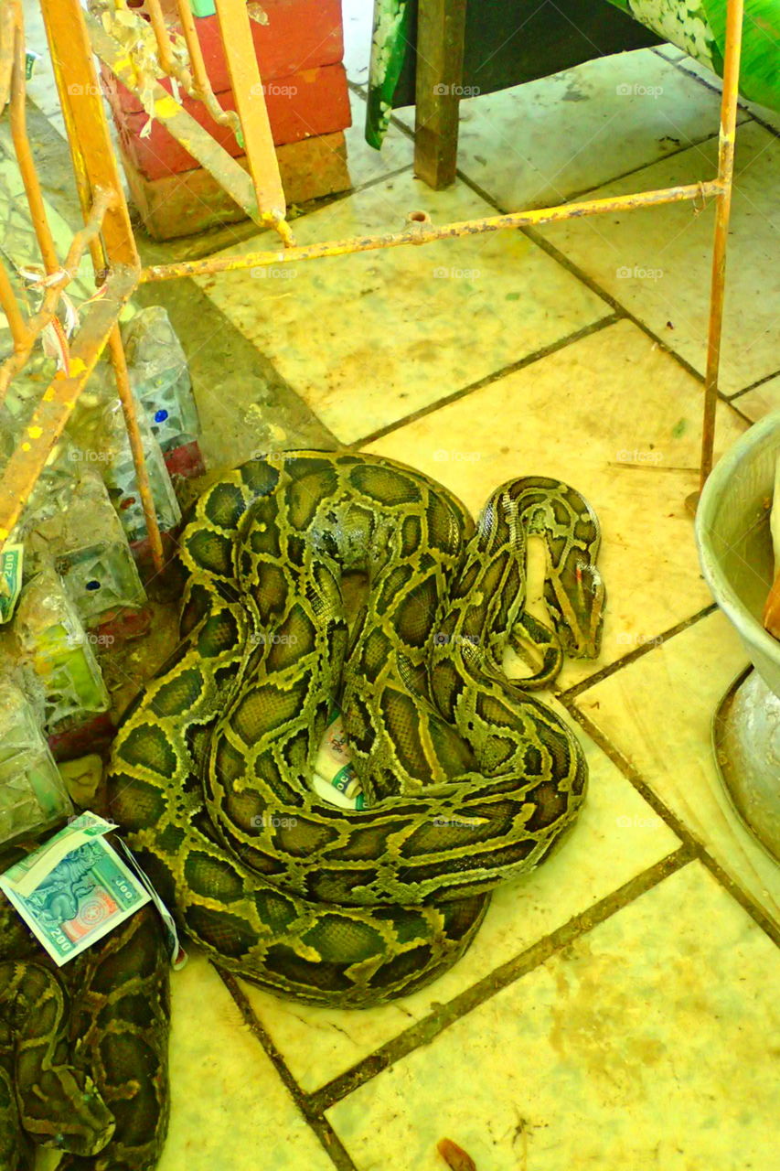Snake temple Myanmar