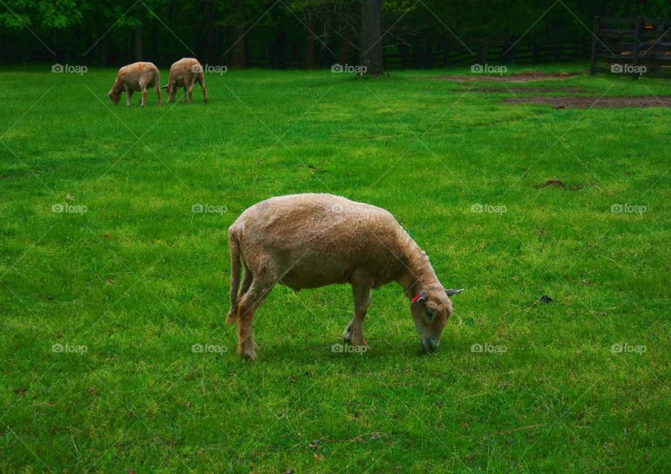 On the Farm