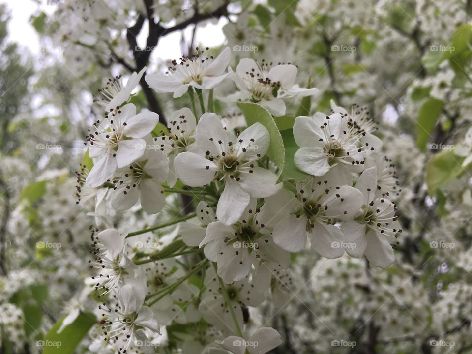 White blossoms