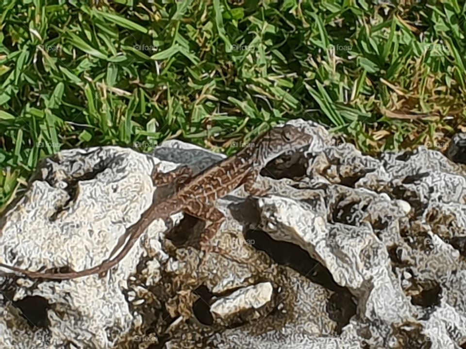 Hotel Iberostar Varadero