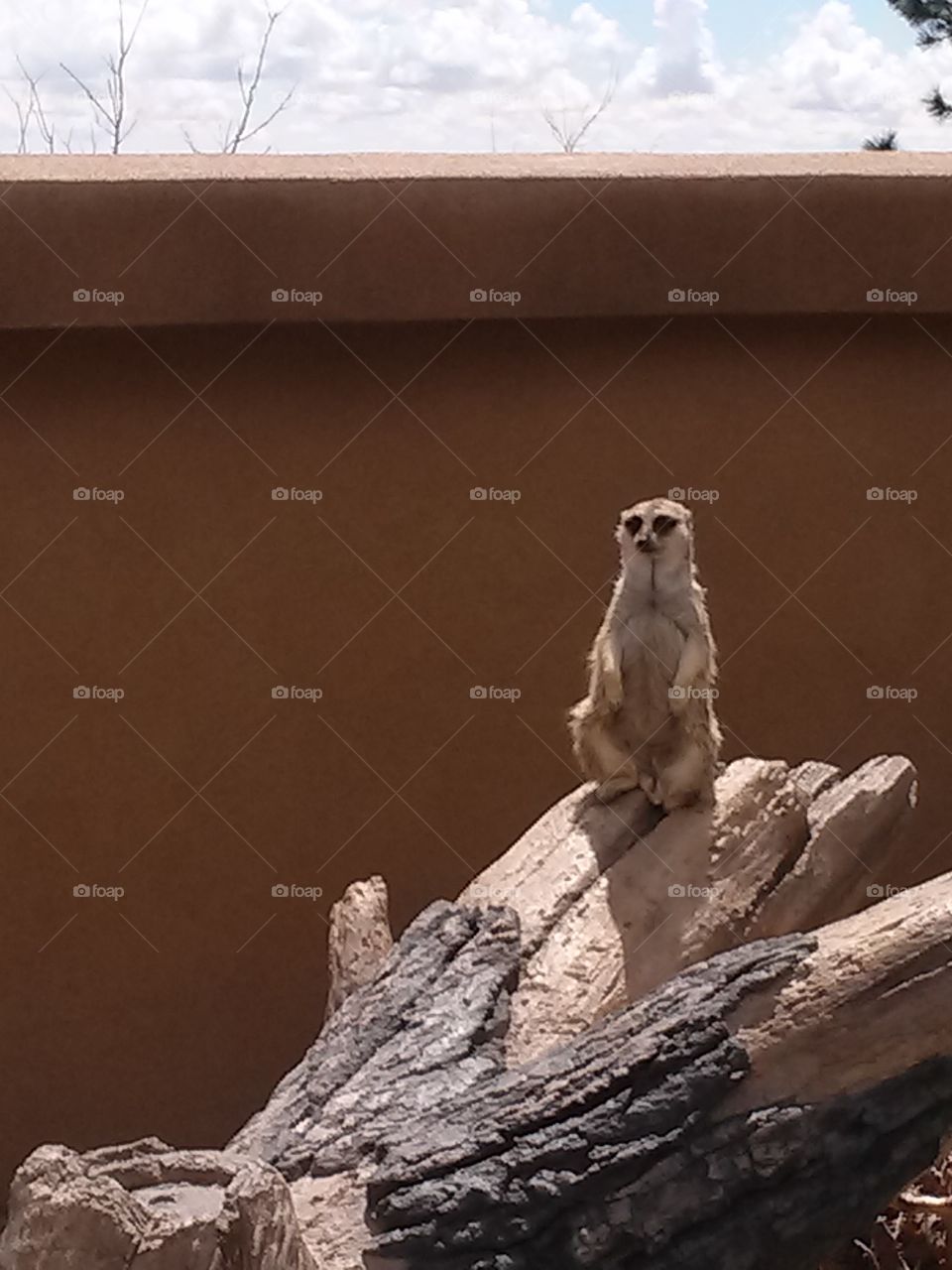 Cheyenne Mountain Zoo Meerkat