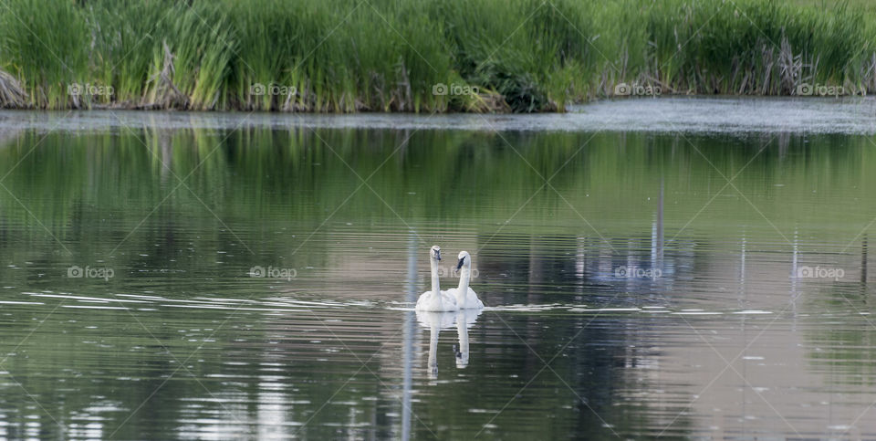 2 Swans swimming on the lake
Beautiful birds