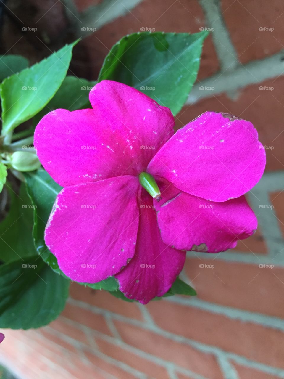 Pink flower