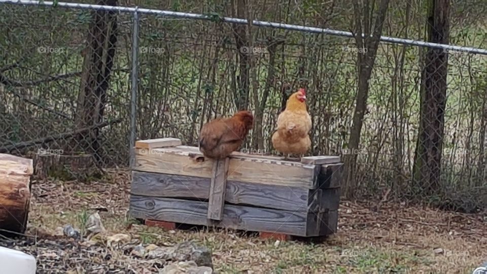 Hanging out, cluckin 'bout the weather...