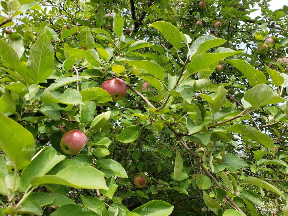 ripe apples in the apple tree with green leaves