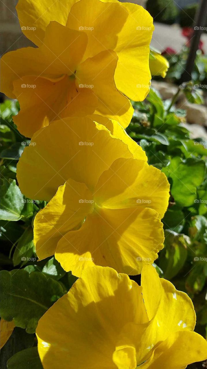 Pansies Lined Up In A Row
