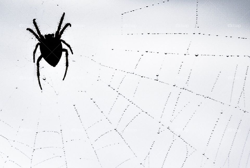 Morning dew spider. Morning spider on dew covered web