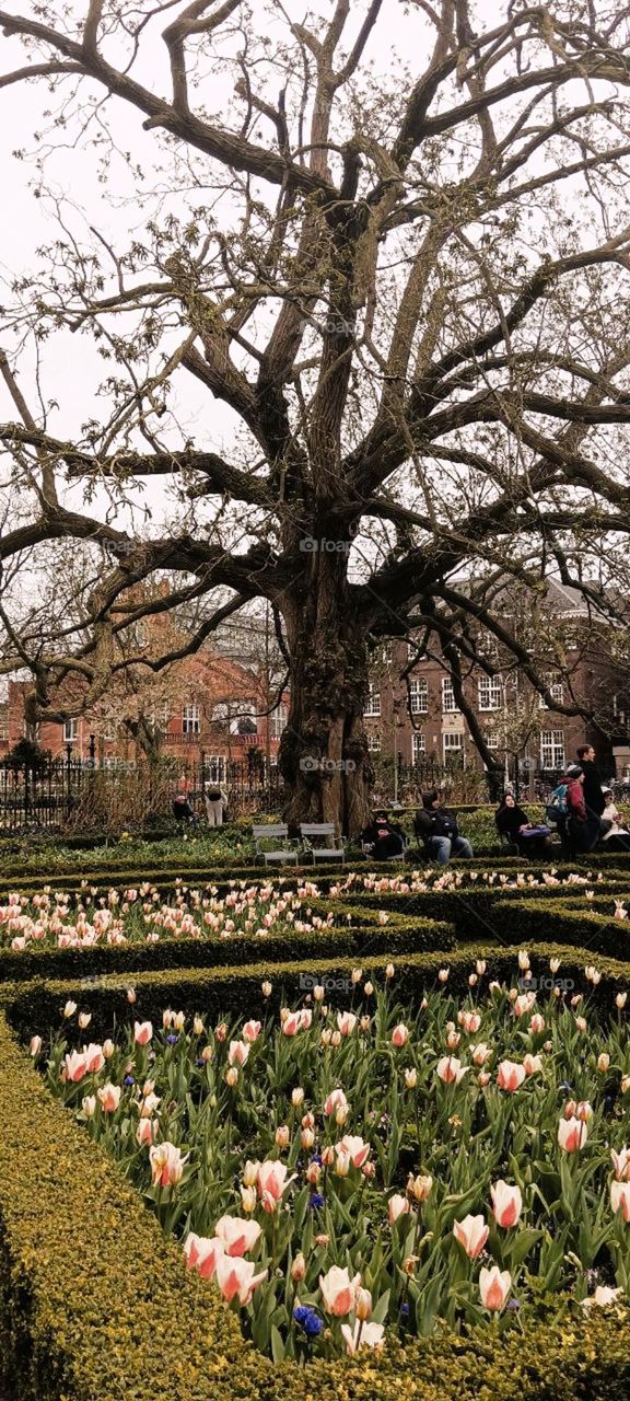 An old tree and a blooming tulip bed