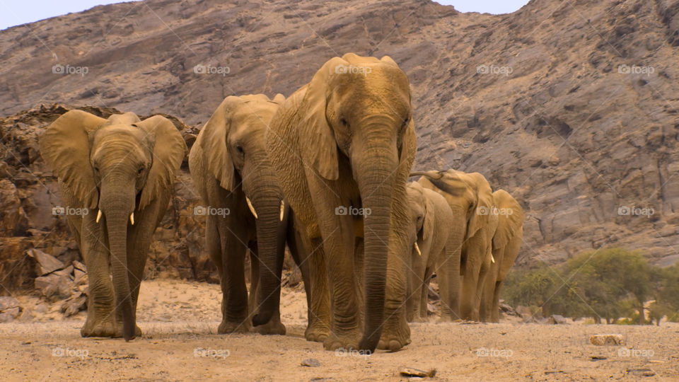 Elefanti nella savana