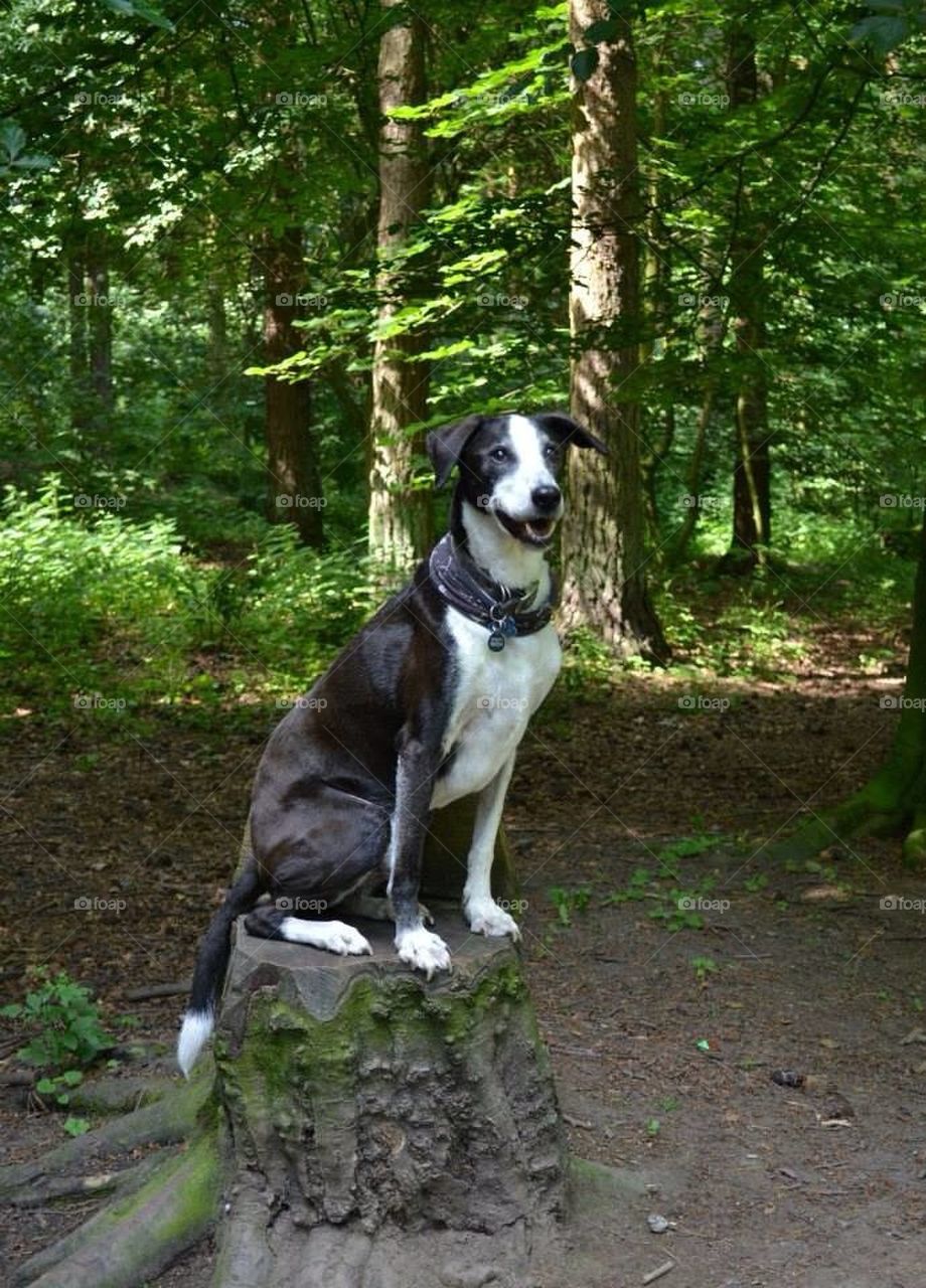 Dog imitating a woodland statue!