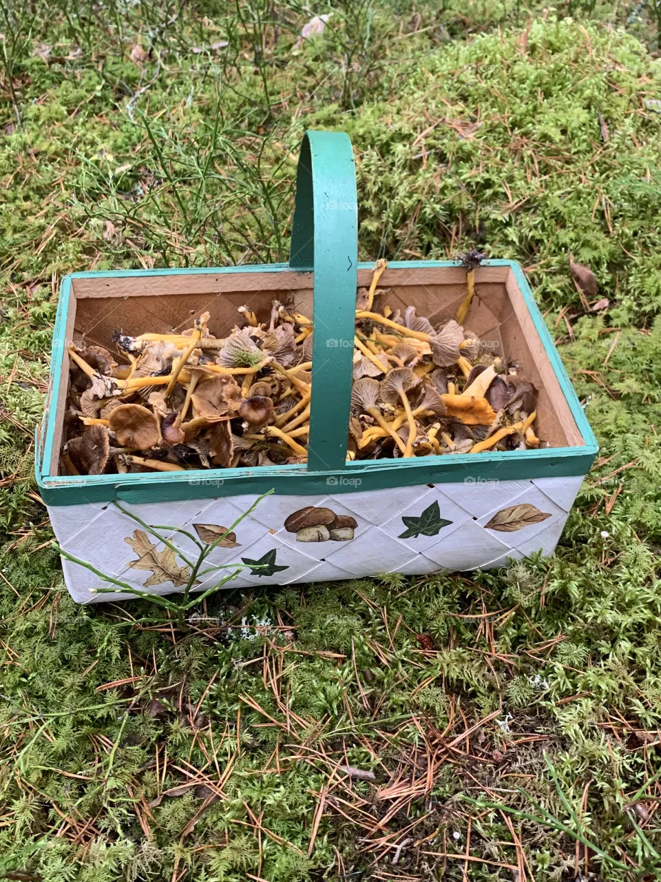 pick mushrooms