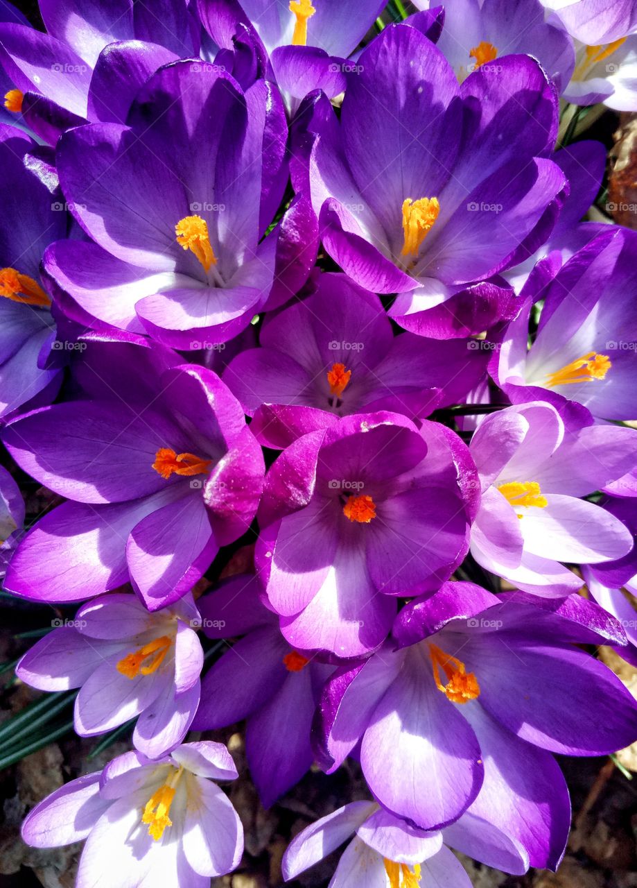 Flower, Nature, No Person, Crocus, Floral