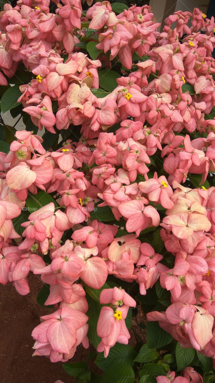 colourful leafs 
 middle of small flowers