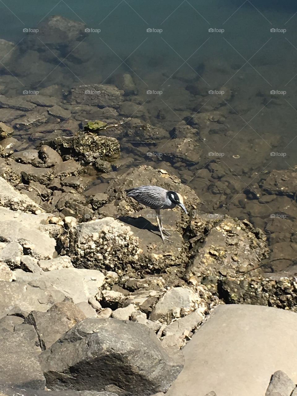 Bird on the rocks.