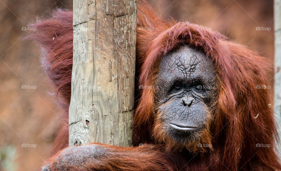 Orangutan Staring Contest