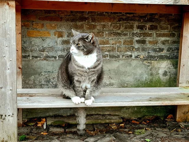 cat