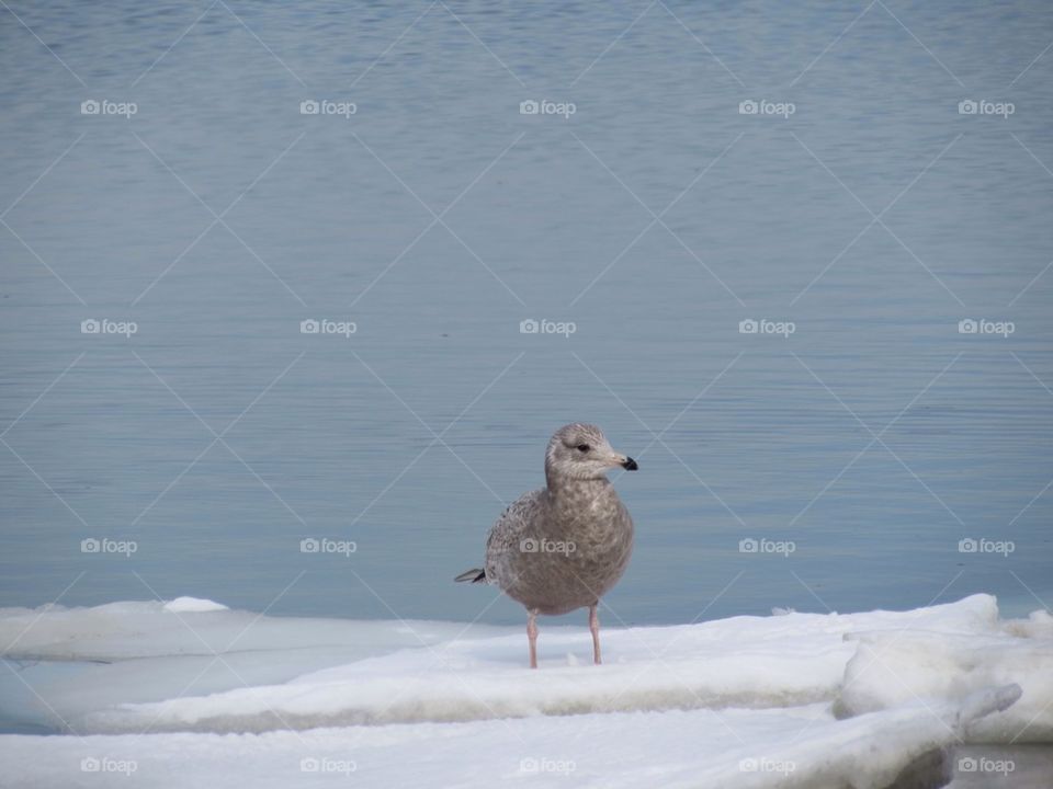 Seagull in the snow