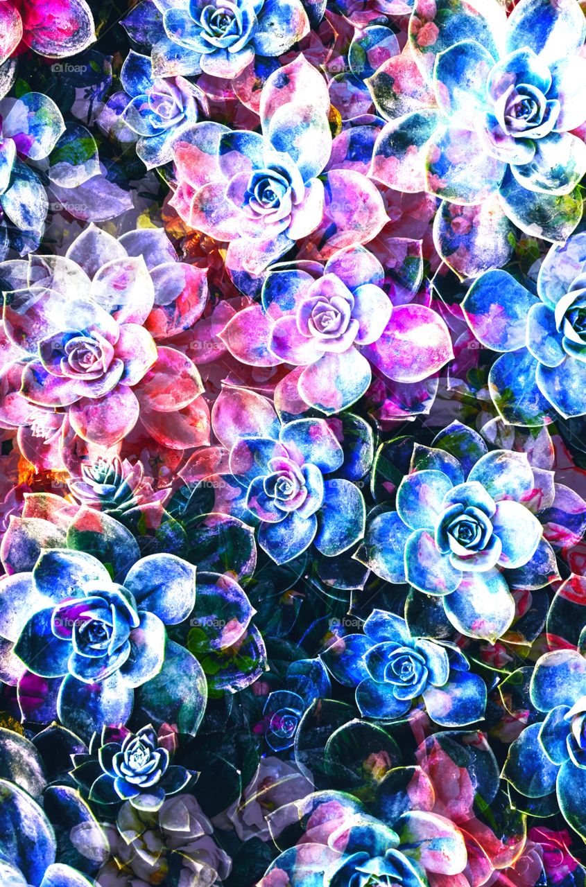 colourful flowers background picture